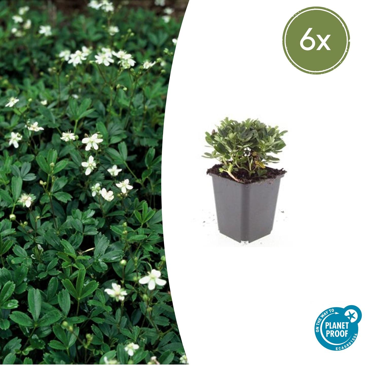 6x Potentilla tridentata 'Nuuk' - ↕10-25cm - Ø9cm