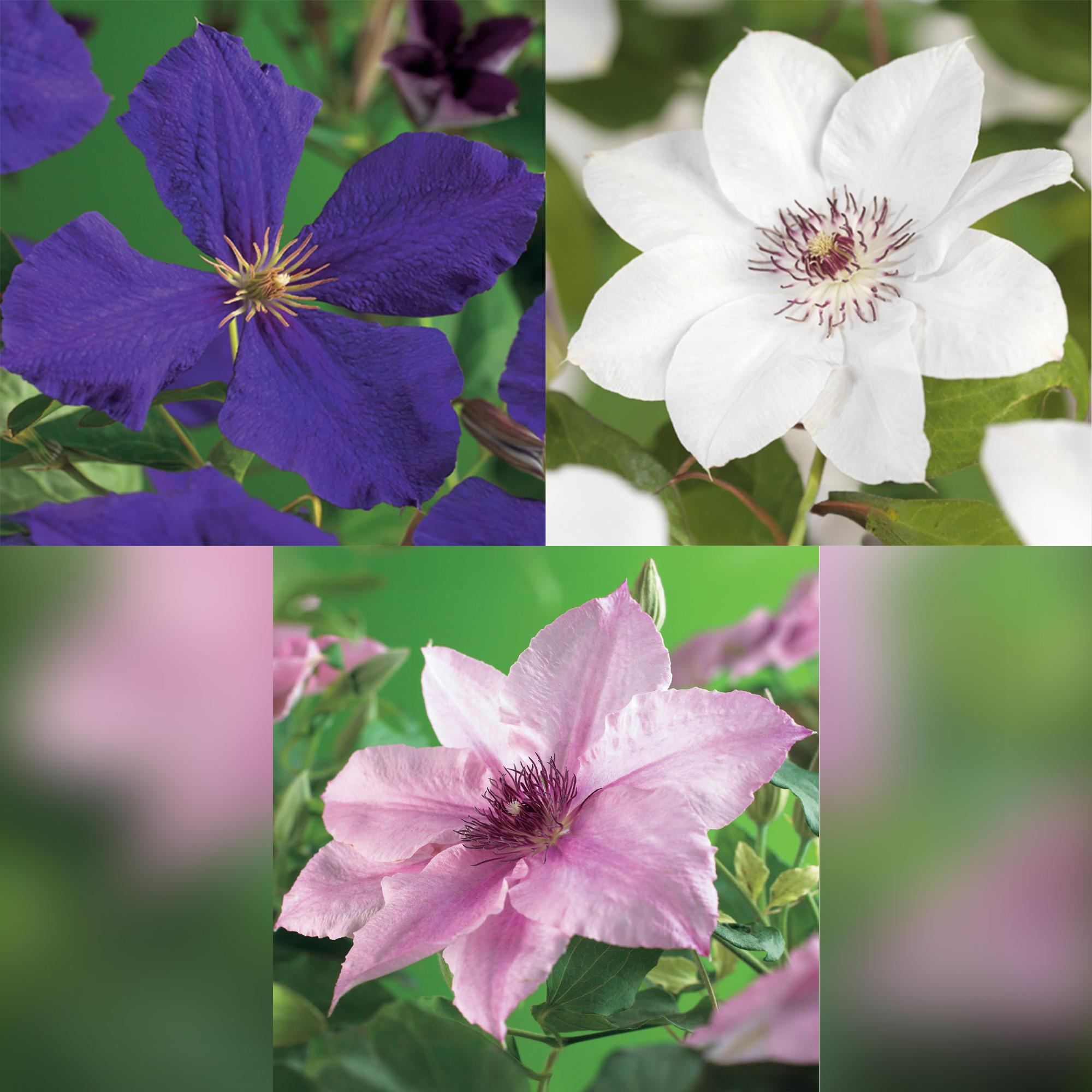 Green boutiQ – Kletterpflanze – Clematis Tricolor – Blüten: Rosa, Weiß, Lila – Pflegeleicht – 3 Pflanzen – Topf: 11 cm, Höhe: 40 cm