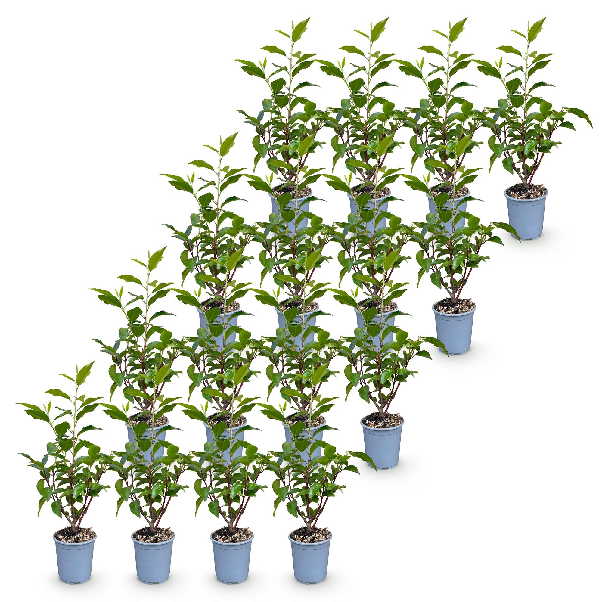 Prunus lusitanica Angustifolia - Portugese Laurier 16x - Haagplanten - Groenblijvend - Groen - Pot 9cm - Hoogte 25-35cm