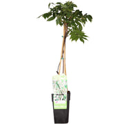 Wisteria floribunda Alba - Weißer Regen - Ø15cm - ↕65cm