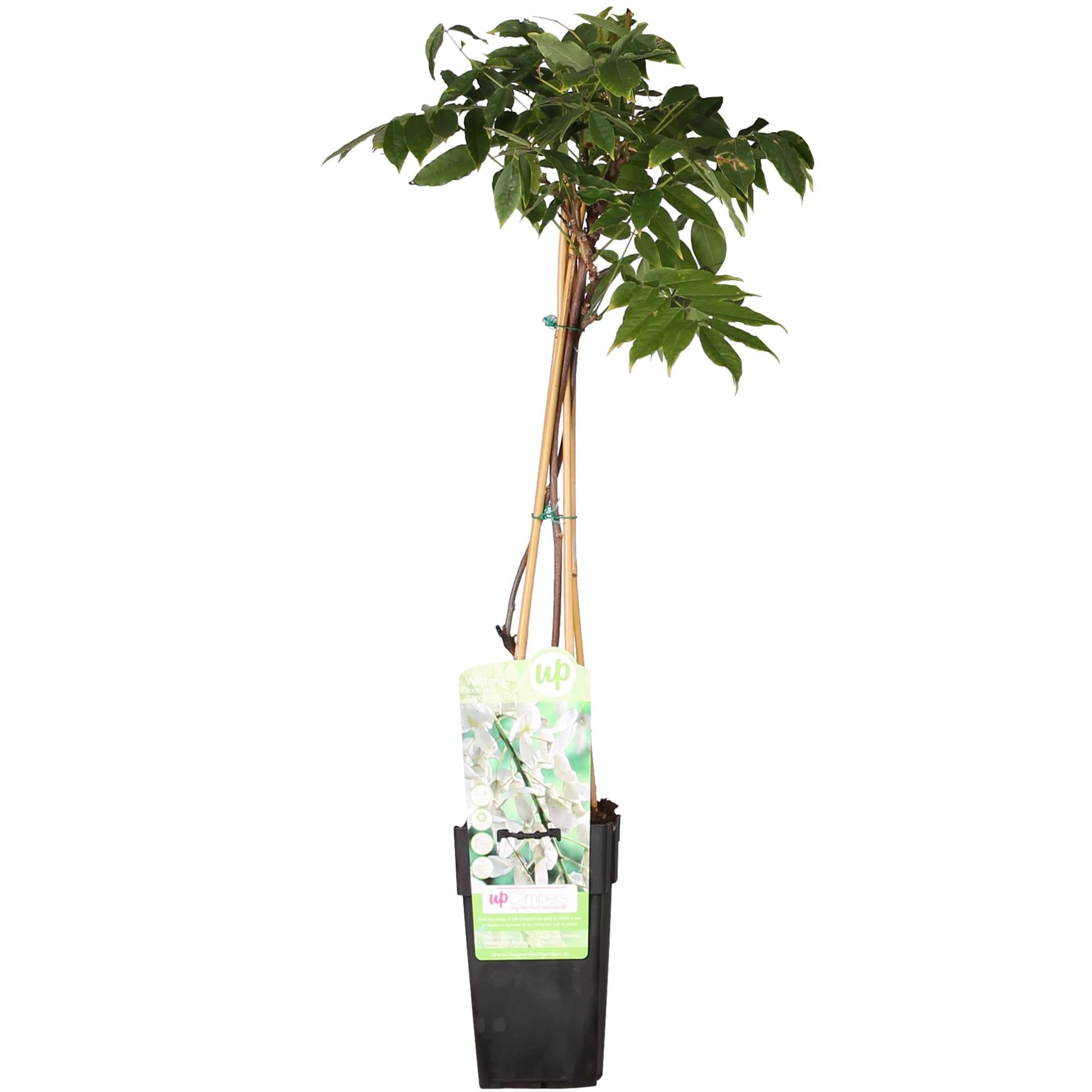 Wisteria floribunda Alba - Pioggia bianca - Ø15cm - ↕65cm