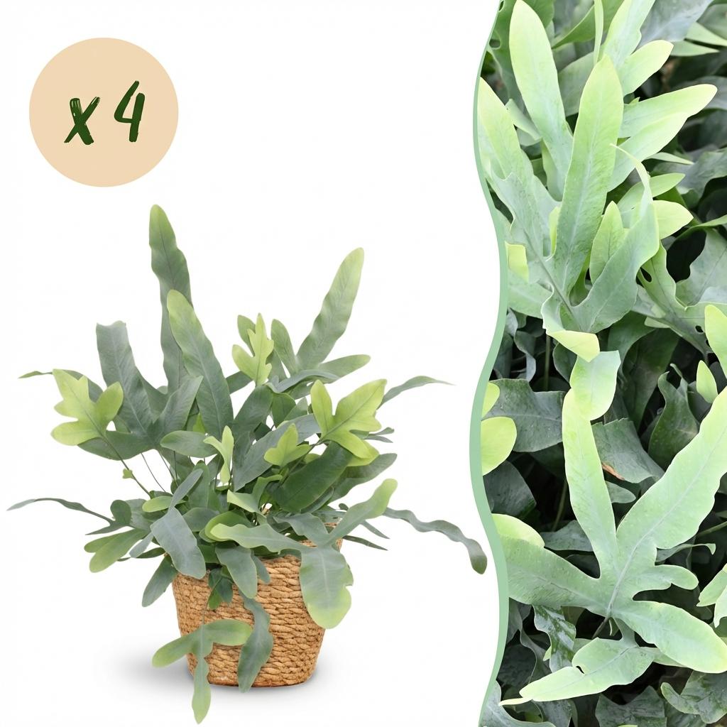 Phlebodium aureum Blue Star - Blauwe Varen - Blauw - 4 Planten - met Mand - Pot 12cm - Hoogte 25cm