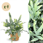 Phlebodium aureum Blue Star - Blauwe Varen - Blauw - 4 Planten - met Mand - Pot 12cm - Hoogte 25cm