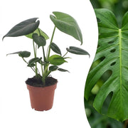 Monstera Deliciosa - Gatenplant - Pot 12cm - Hoogte - 30cm