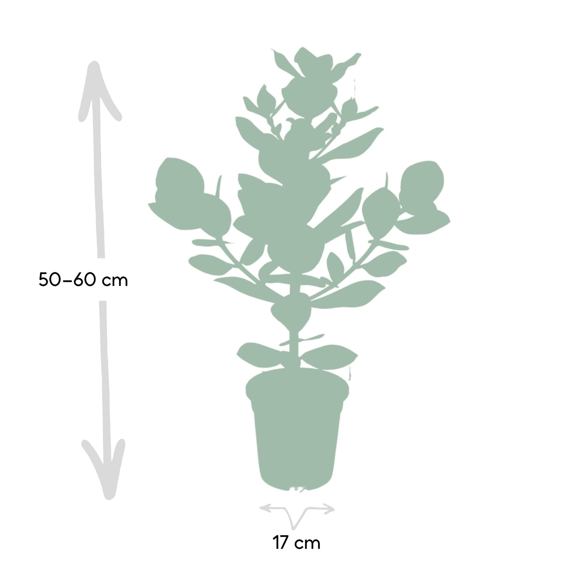 Clusia Rosea Princesa - Ø17cm - ↕60cm