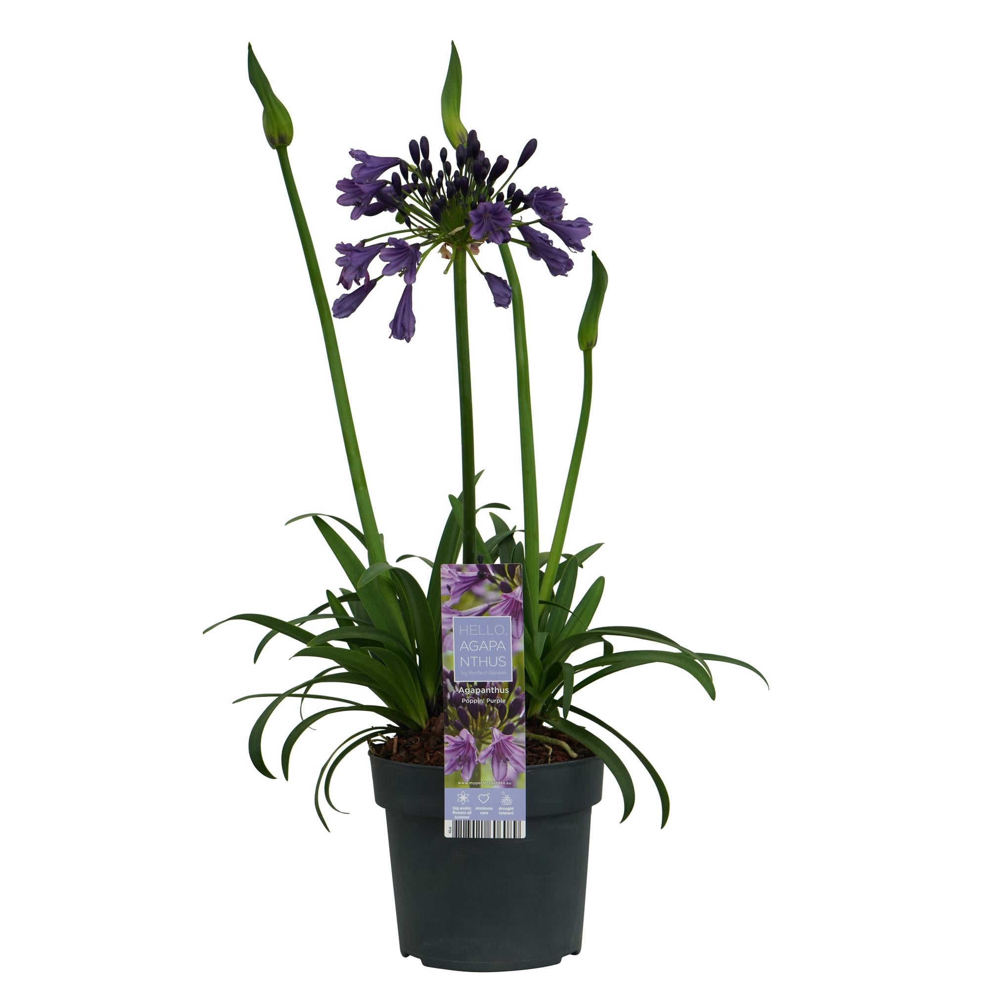 Agapanto 'Poppin Purple' - Ø19 cm - ↕30 cm