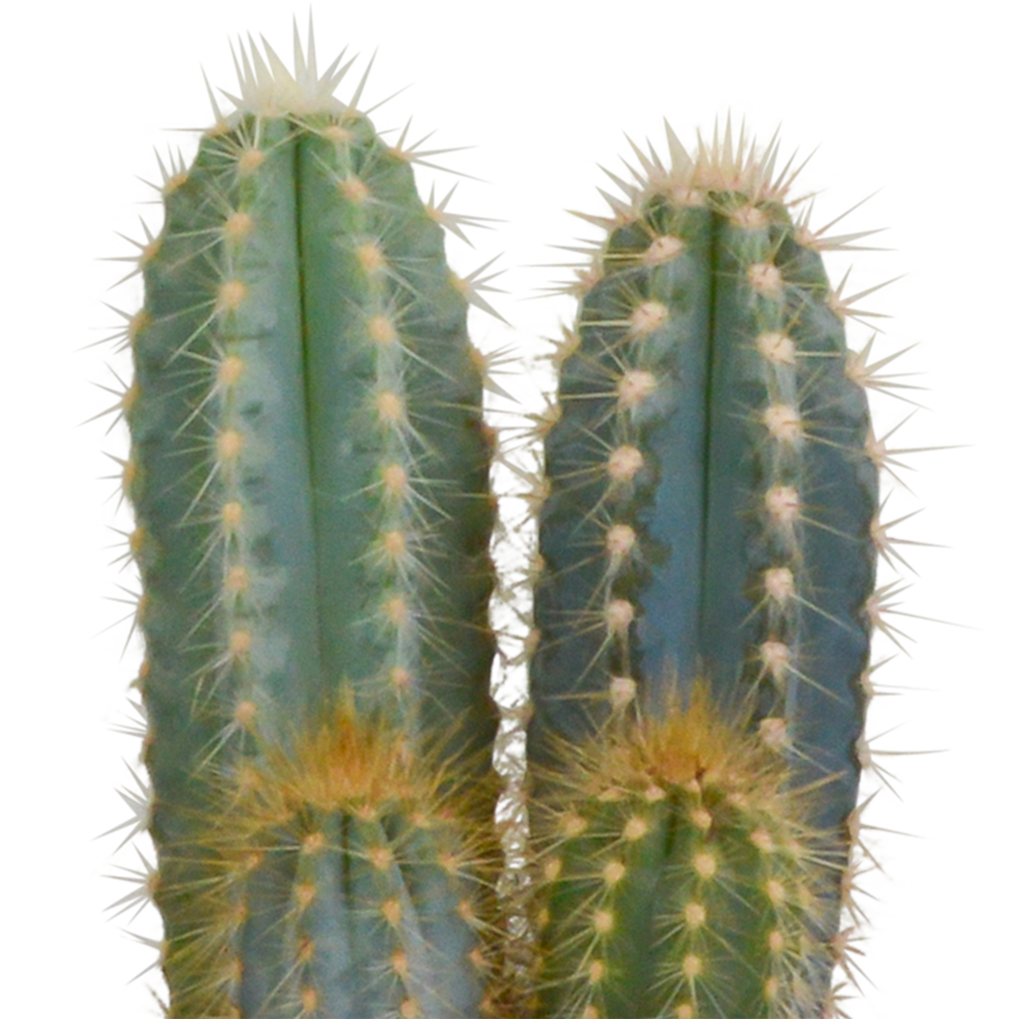 Cactus mix 10.5 cm - 3x - in white pot