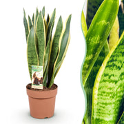 Sansevieria Laurentii - Vrouwentong - Weinig onderhoud - Groen - 1 Plant - Pot 21cm - Hoogte 70-80cm