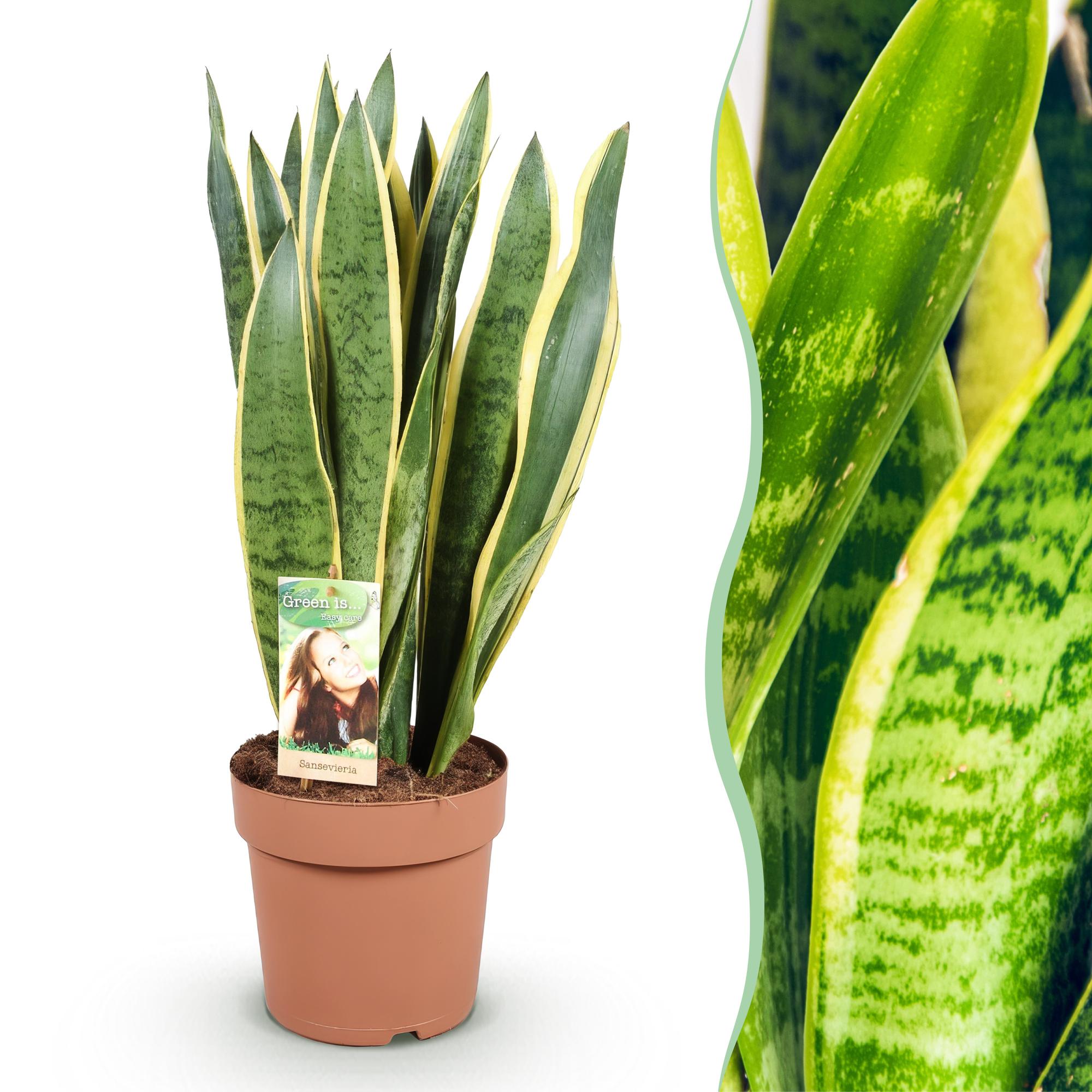 Sansevieria Laurentii - Vrouwentong - Weinig onderhoud - Groen - 1 Plant - Pot 21cm - Hoogte 70-80cm