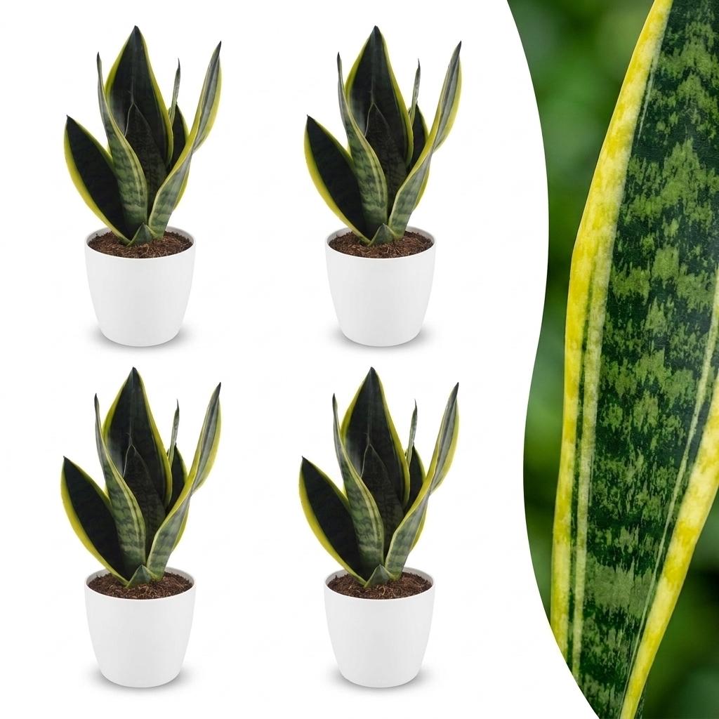 Sansevieria Future Superb - Vrouwentong - 4x - met Potter Wit - Pot 12cm - Hoogte - 35cm