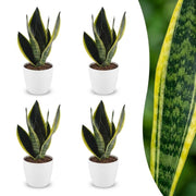 Sansevieria Future Superb - Vrouwentong - 4x - met Potter Wit - Pot 12cm - Hoogte - 35cm