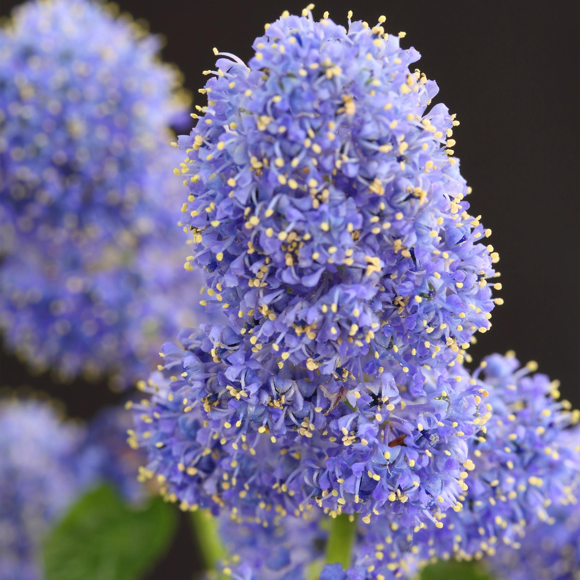 Ceanothus thyrsiflorus Repens - Terras Plant - Bladhoudend - Winterhard - Paarse Bloem - Pot 19cm Hoogte 90cm