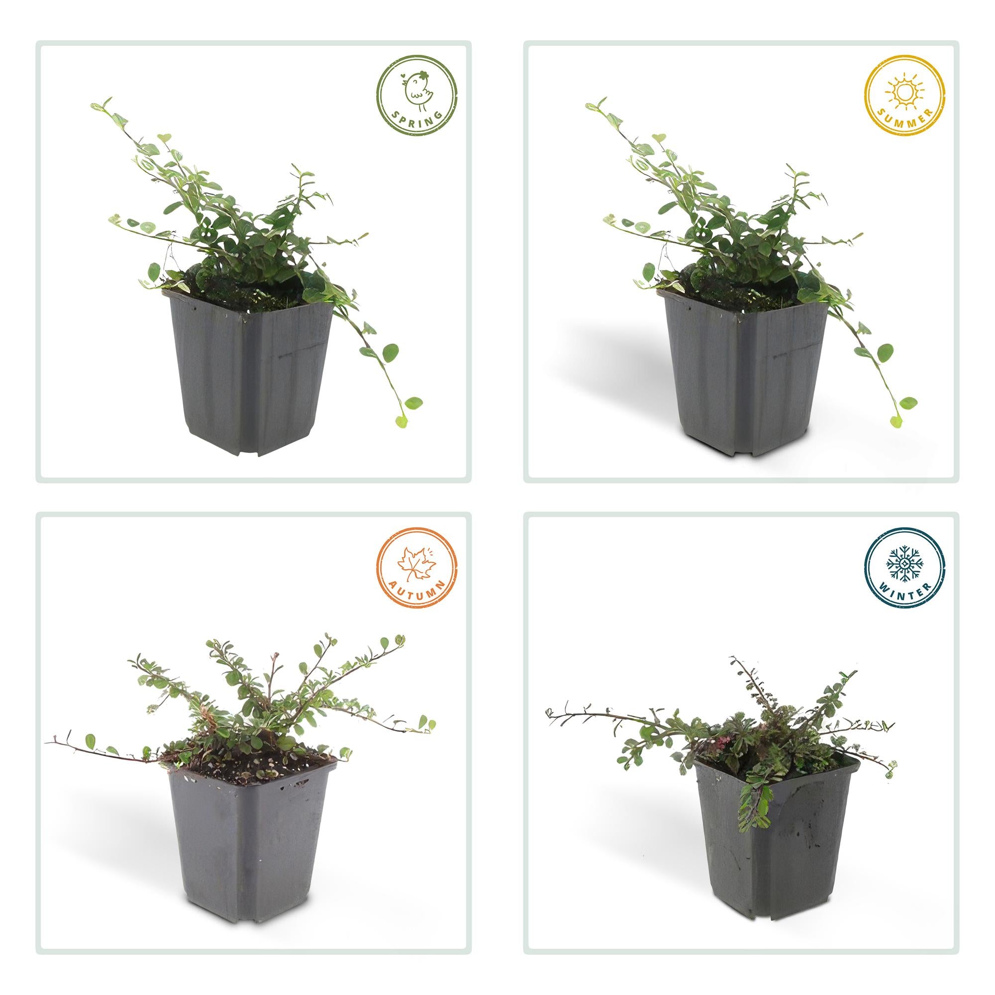 60x Cotoneaster pr. 'Reina de las Alfombras' - ↕10-25cm - Ø9cm