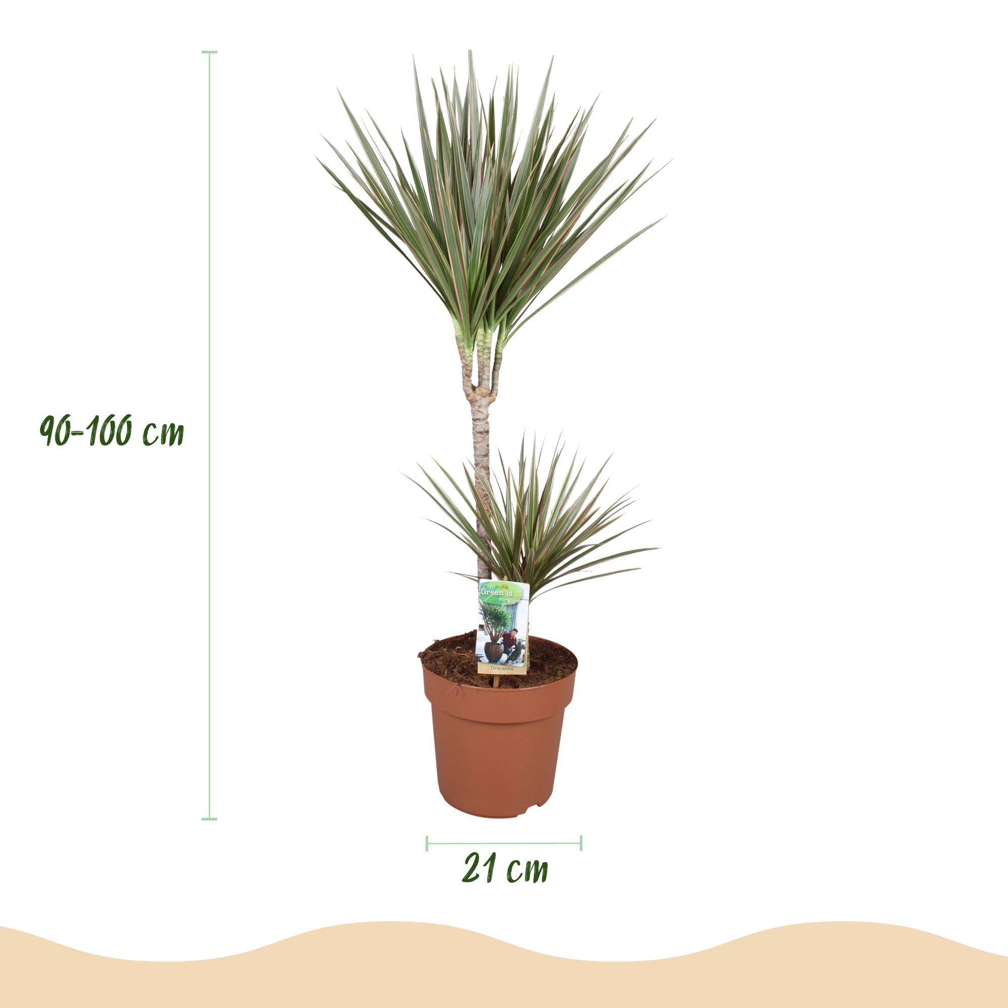 Dracaena Marginata Bicolor - Drakenbloedboom - Weinig onderhoud - Groen - 1 Plant - Pot 21cm - Hoogte 90-100cm