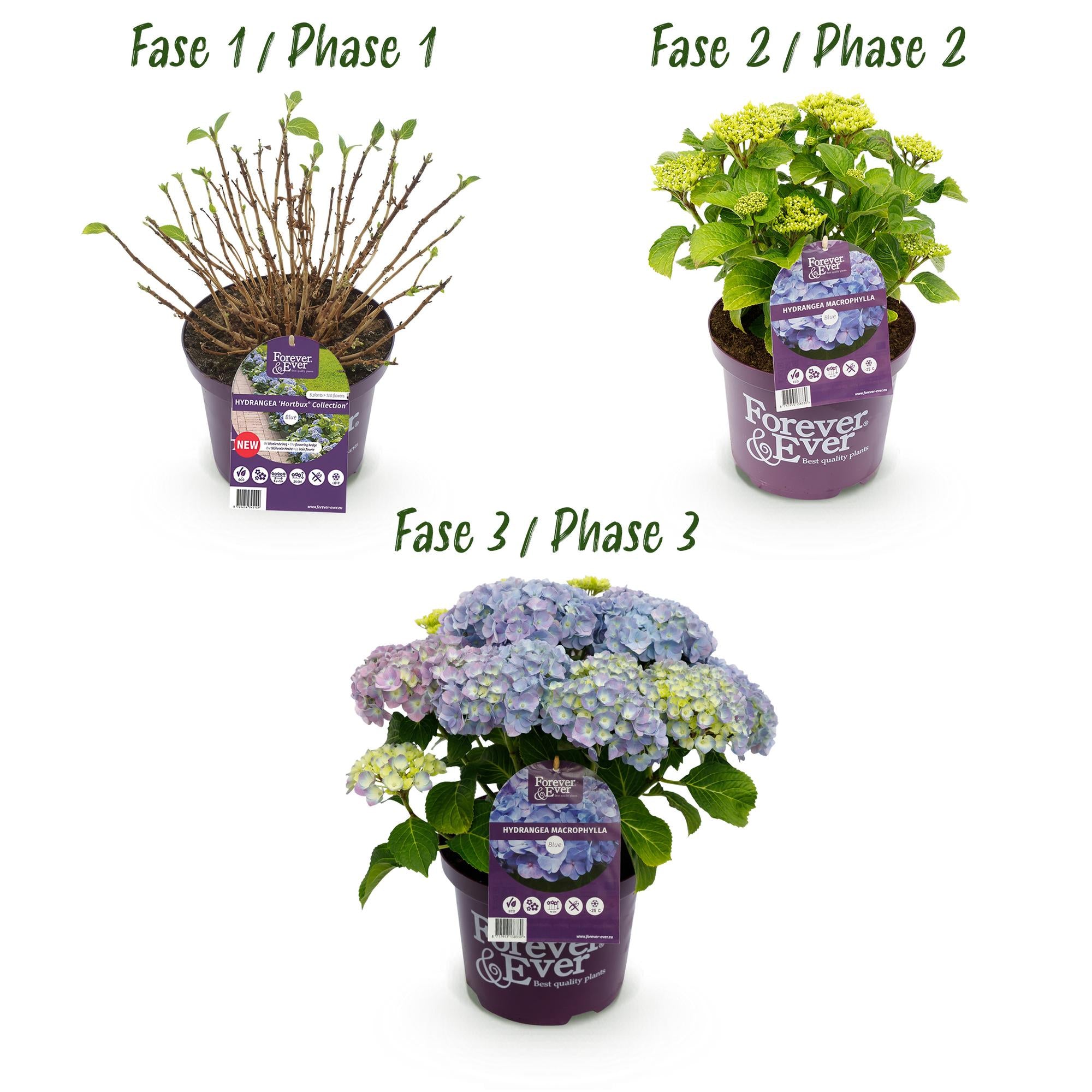 Green boutiQ - Pianta da patio - Ortensia - Hydrangea Forever & Ever - Blu - 7-12 fiori - Vaso 23 cm Altezza 55 cm