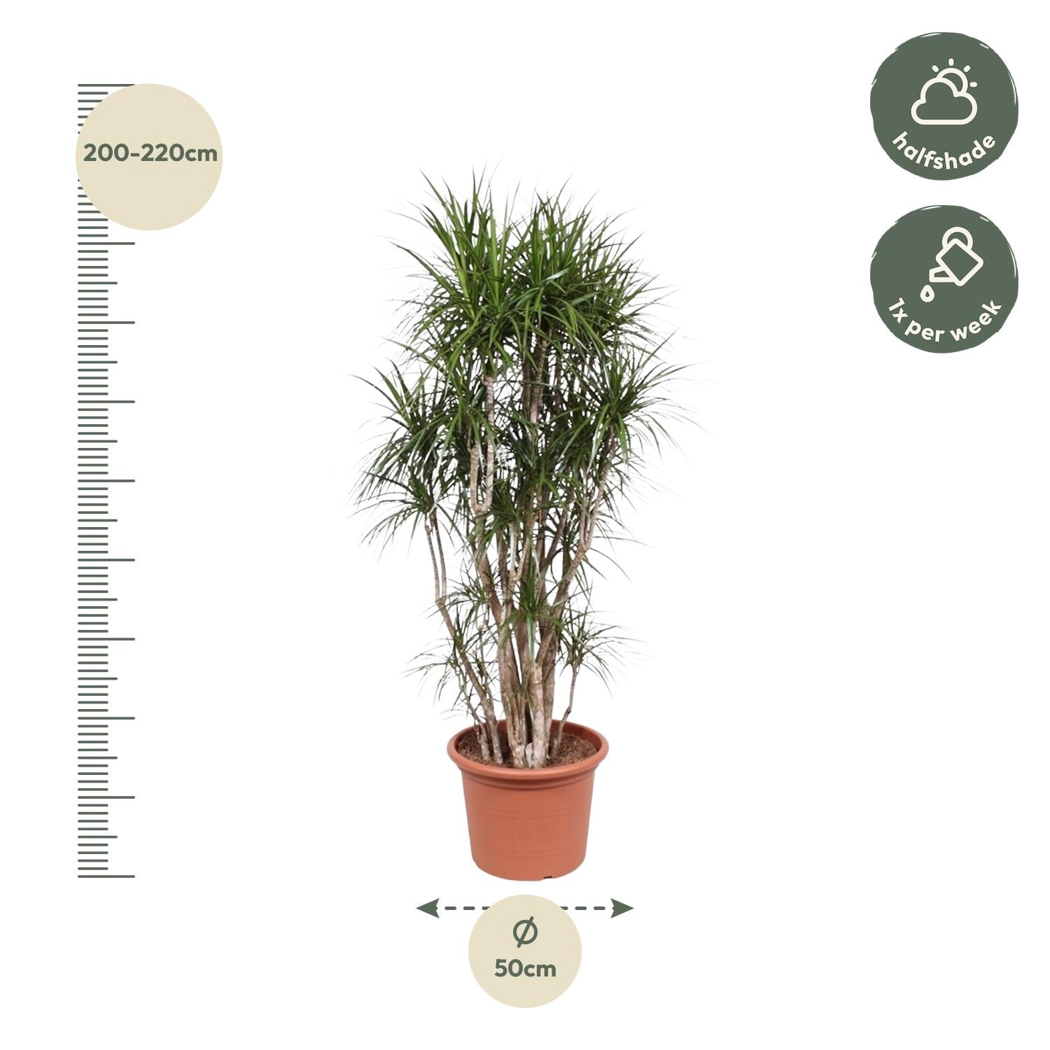 Dracaena Marginata verzweigt – 220 cm – ø40