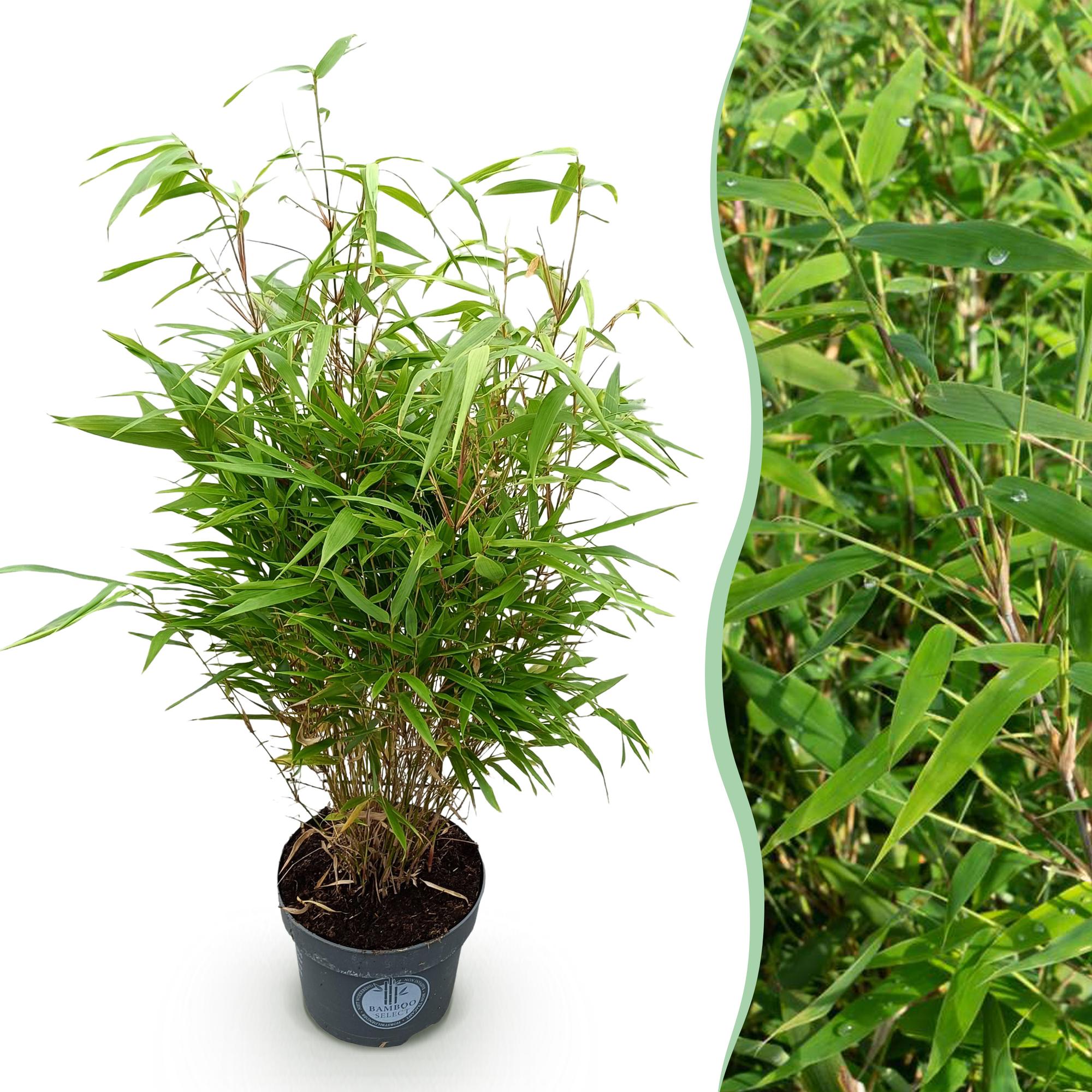 Fargesia Rufa - Niet Woekerende Bamboe - Bladhoudend - Groen - 1 Plant - Pot 23 cm - Hoogte 80 cm