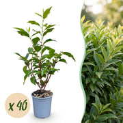 Prunus lusitanica Angustifolia - Portugese Laurier 40x - Haagplanten - Groenblijvend - Groen - Pot 9cm - Hoogte 25-35cm