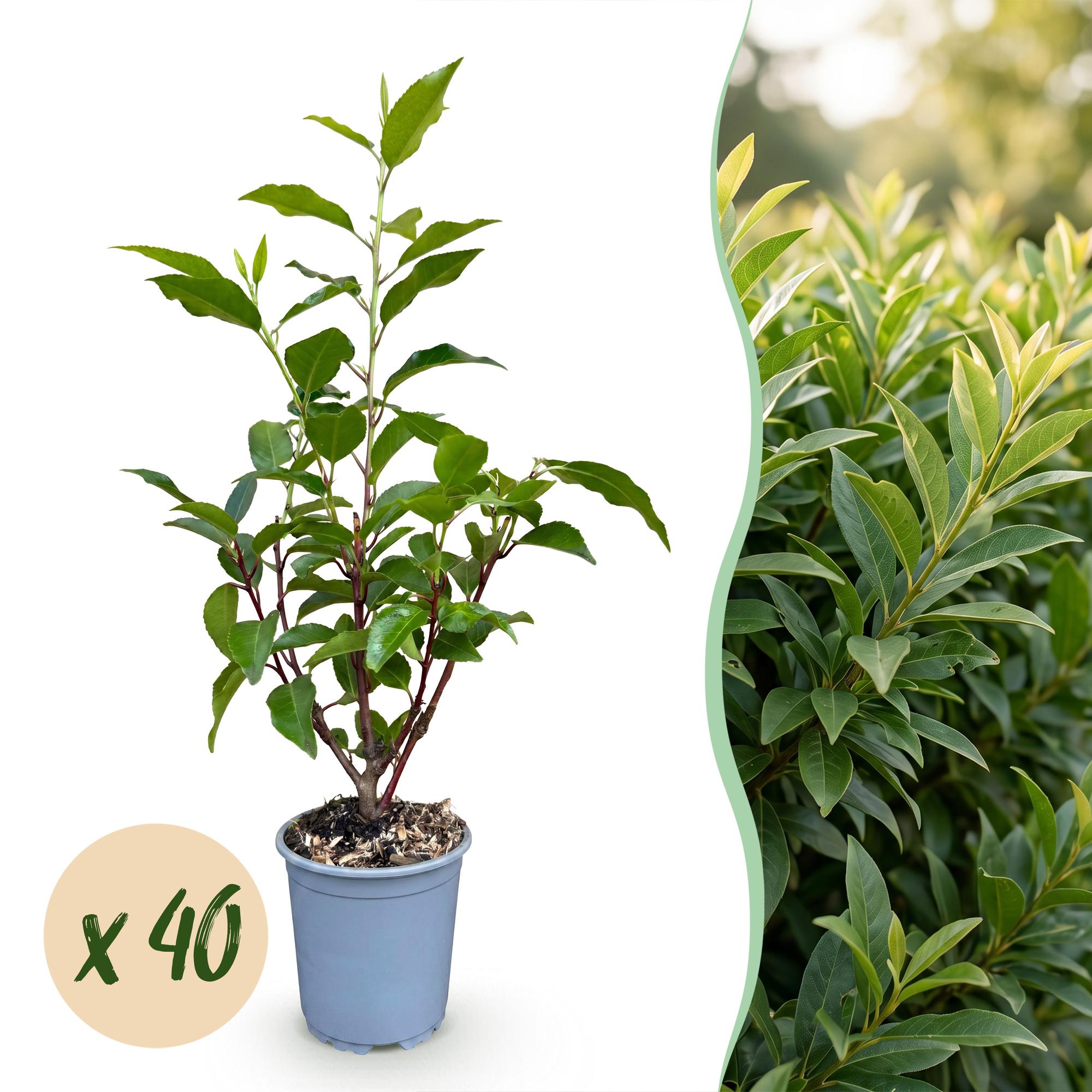 Prunus lusitanica Angustifolia - Portugese Laurier 40x - Haagplanten - Groenblijvend - Groen - Pot 9cm - Hoogte 25-35cm