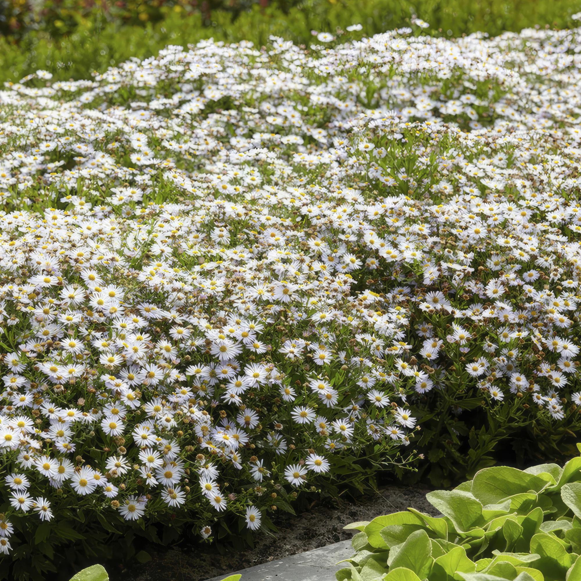 6x Aster ageratides 'Ashvi' - ↕10-25cm - Ø9cm
