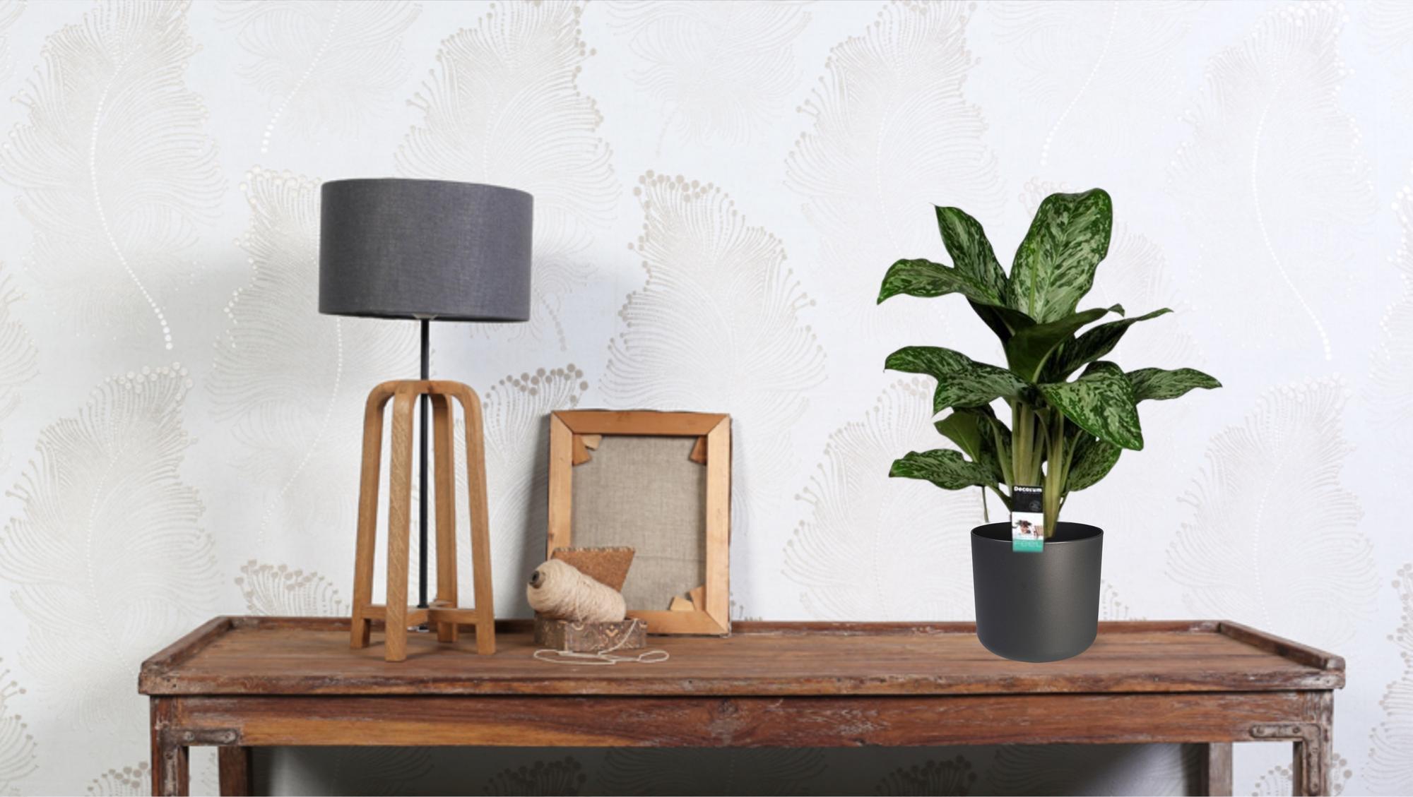 Aglaonema Luz Verde (Decorum) - Ø17cm - ↕60cm