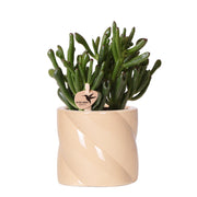 Kolibri Greens | succulent Crassula Hobbit +  Candy pot Peach - potmaat Ø9cm | bloeiende kamerplant - vers van de kweker
