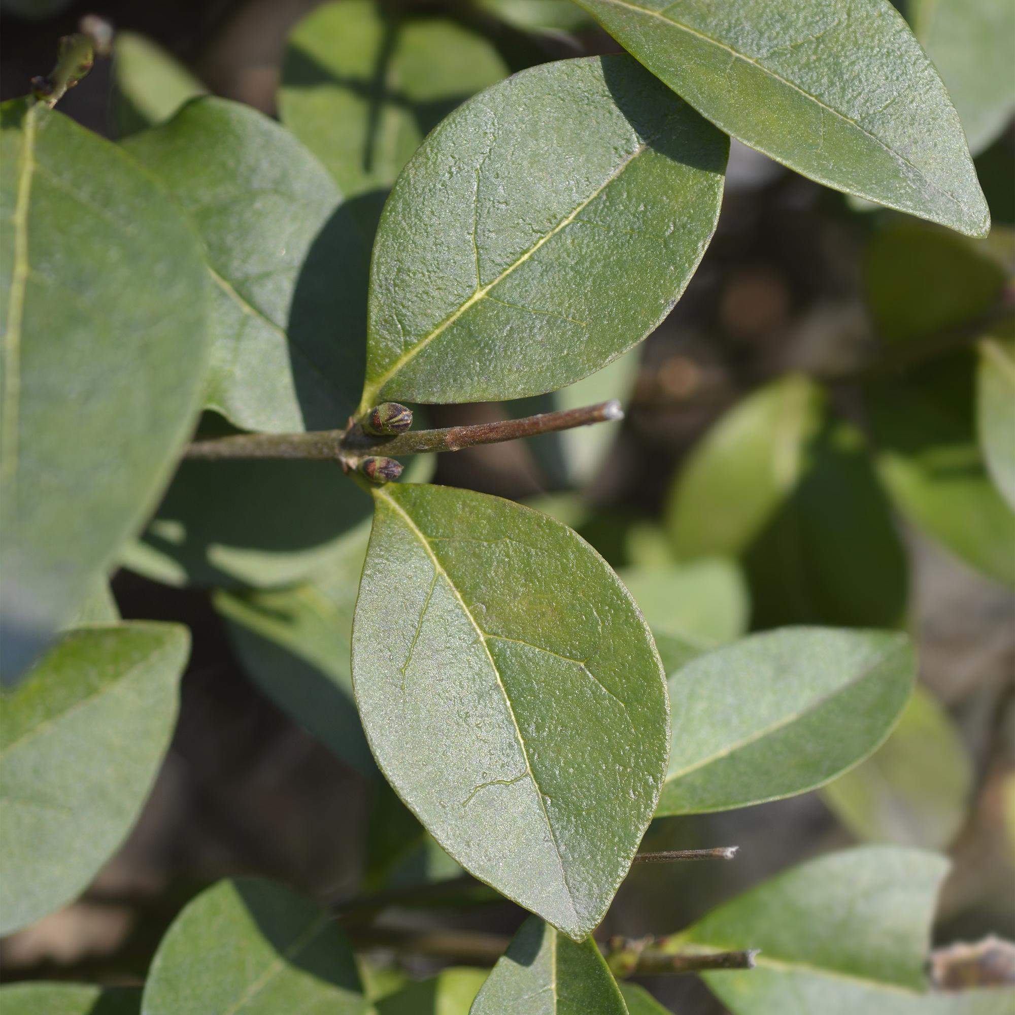Ligustrum ovalifolium - blad groen - 8 planten - 1 strekkende meter - groenblijvend - pot 9cm hoogte 35-40cm
