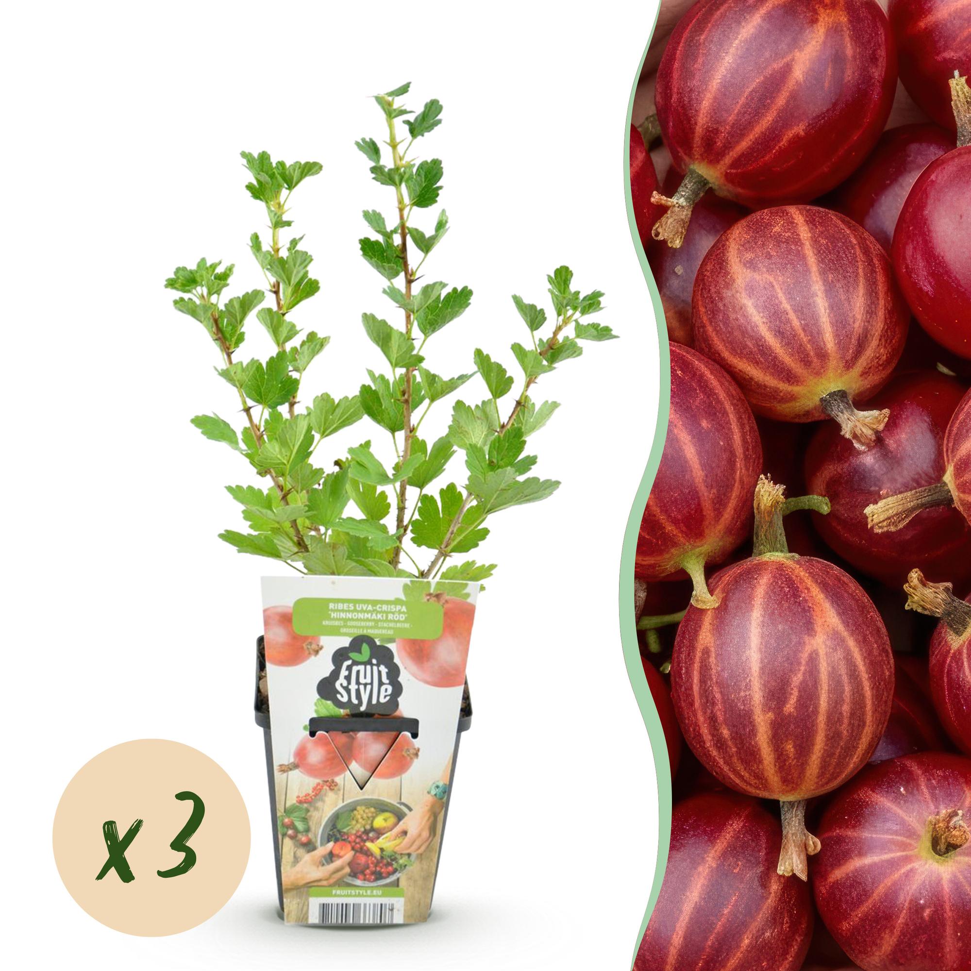 Kruisbes - Ribes uva-crispa Hinnonmaki Rod - Winterhard - 3 Planten - Pot 9 cm - Rode Bes