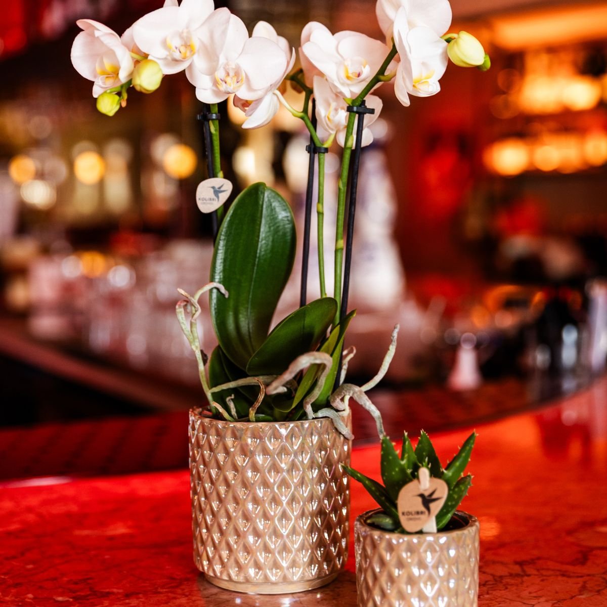 Kolibri Orchids | Gift Set Diamond Pearl Zand - Witte Phalaenopsis Orchidee Mineral Amabilis & Succulent