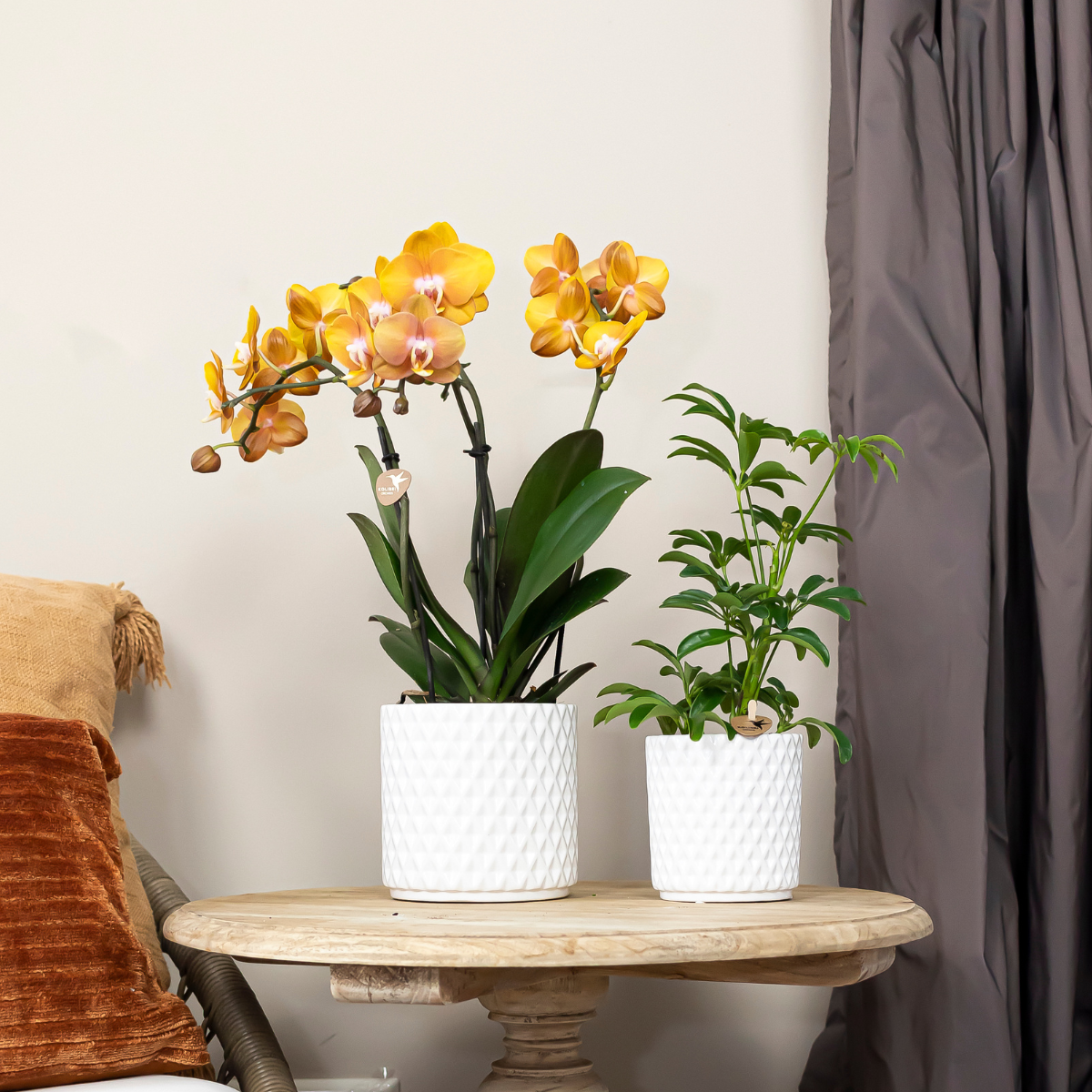Kolibri Orchids | OFERTA COMBINADA de 2 orquídeas Phalaenopsis - Las Vegas - maceta de 12 cm de diámetro | planta de interior con flor - recién cultivada