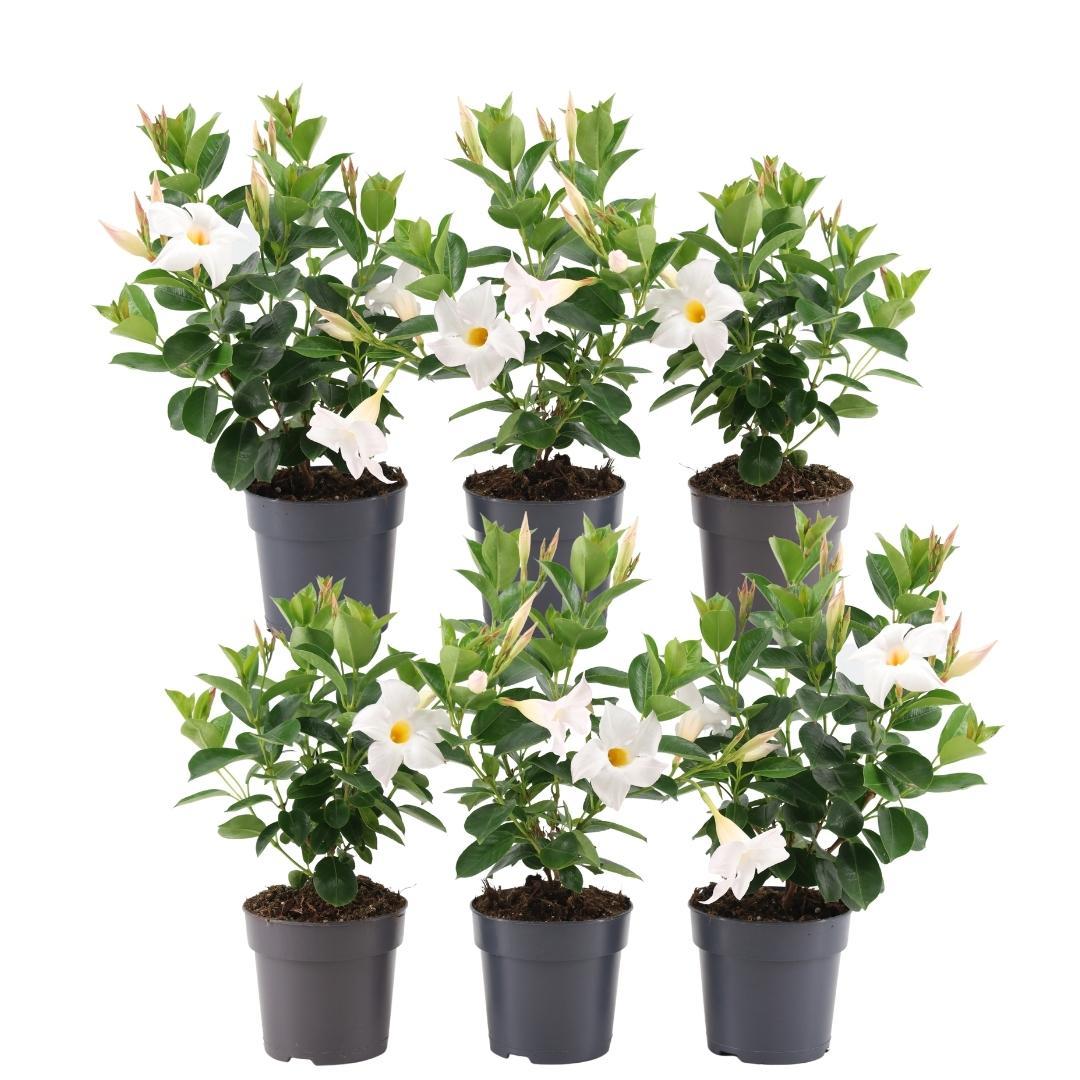 Dipladenia white - Mandevilla white 6x Ø12 cm - ↕25 cm