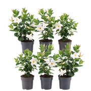 Dipladenia white - Mandevilla white 6x Ø12 cm - ↕25 cm