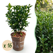 Euonymus japonica Green Spire - Kardinaalsmuts 16x - Haagplanten - Groenblijvend - Groen - Pot 9cm - Hoogte 20-25cm