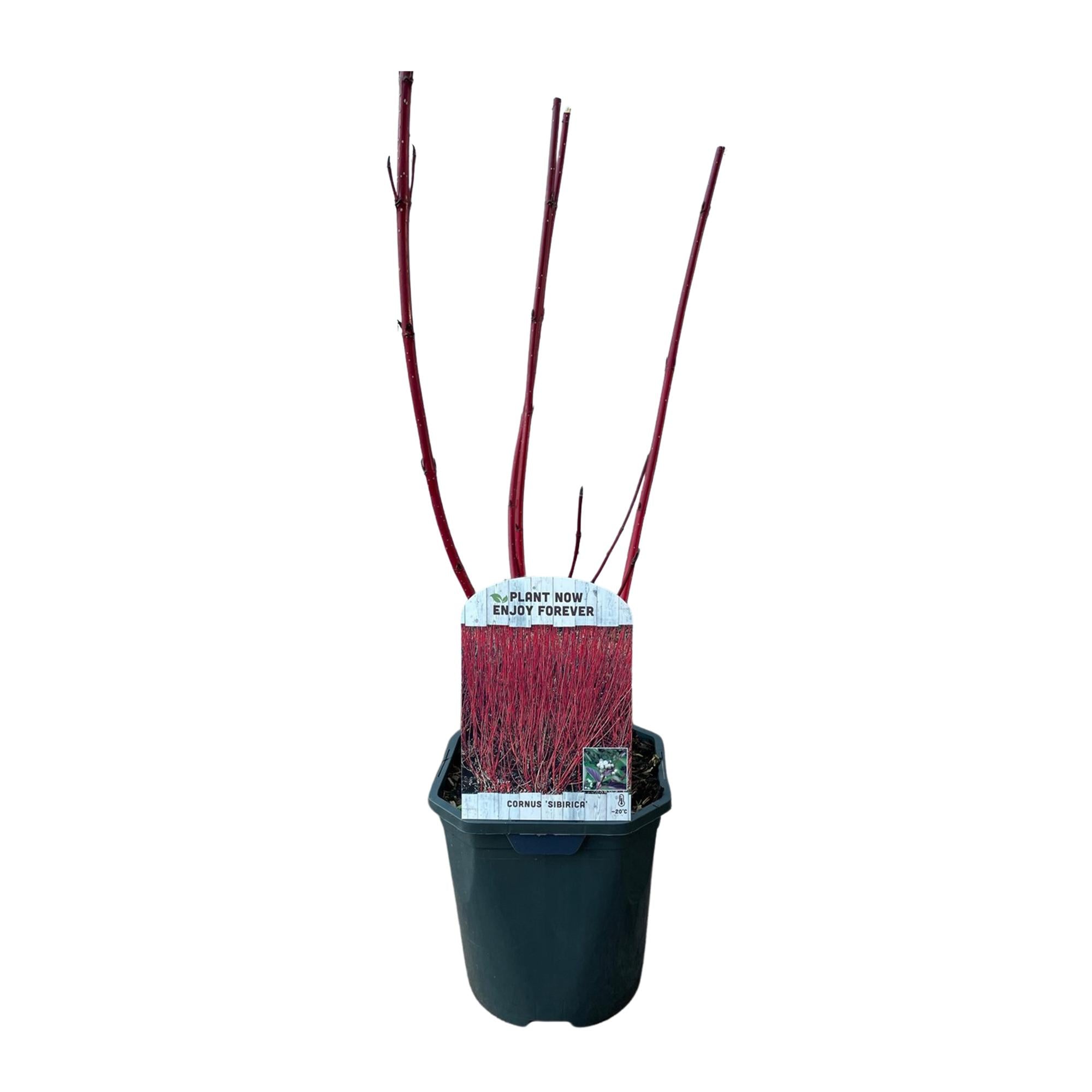 Cornus sibirica - Rode Takken - 1 Plant - Bladverliezend - Weinig Onderhoud - Pot 17cm Hoogte 45cm