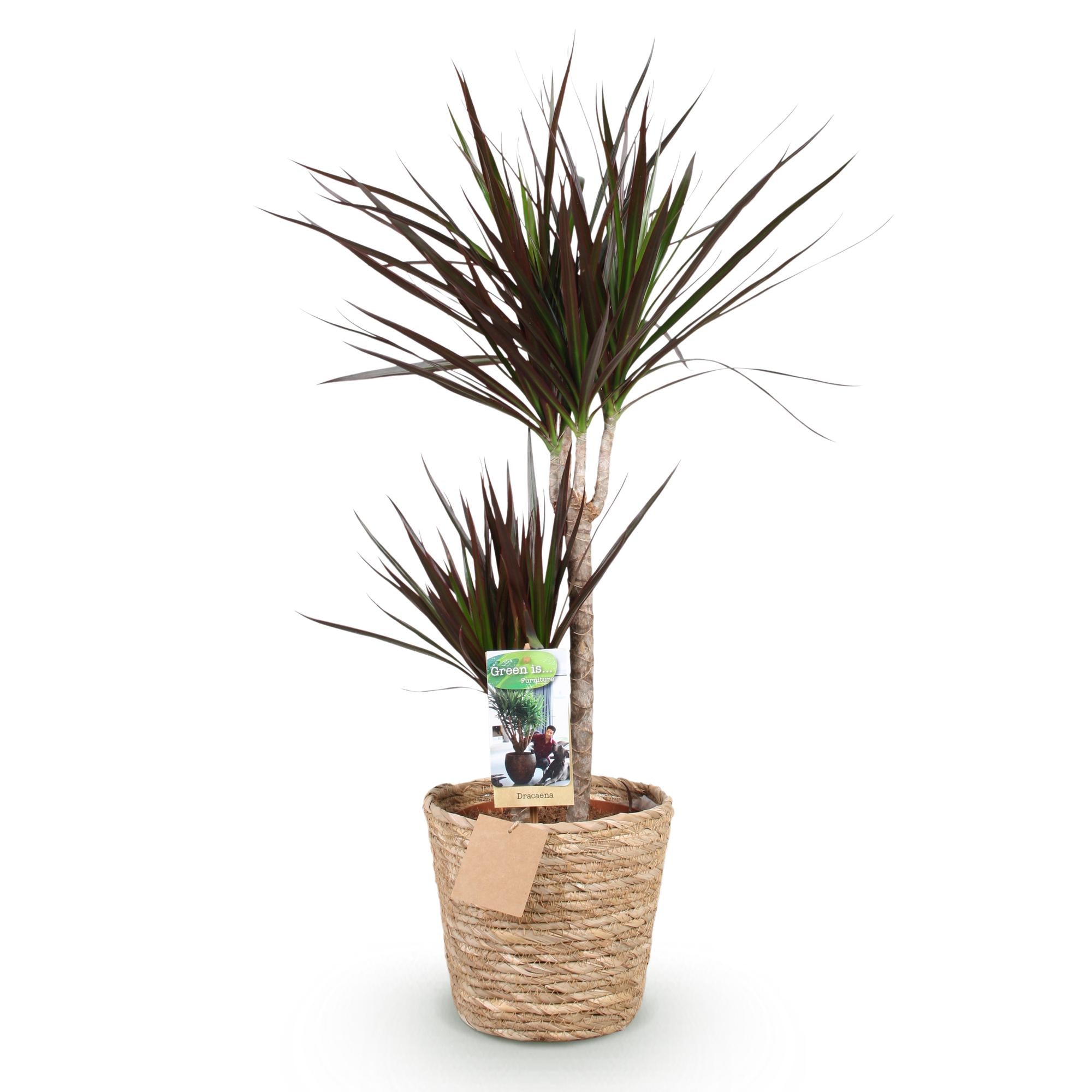 Dracaena Magenta - Drakenbloedboom - Weinig onderhoud - met mand - Groen - 1 Plant - Pot 21cm - Hoogte 90-100cm