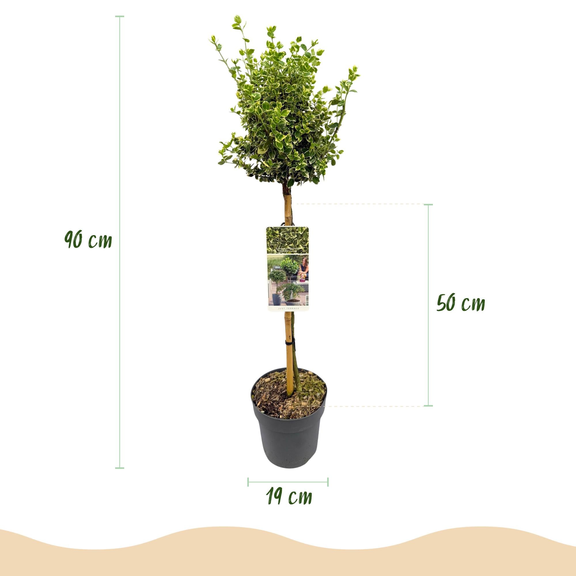 Euonymus fortunei Emerald Gaiety -Terras Plant - Bladhoudend - Winterhard - Groen-Grijs Blad - Pot 19cm Hoogte 90cm