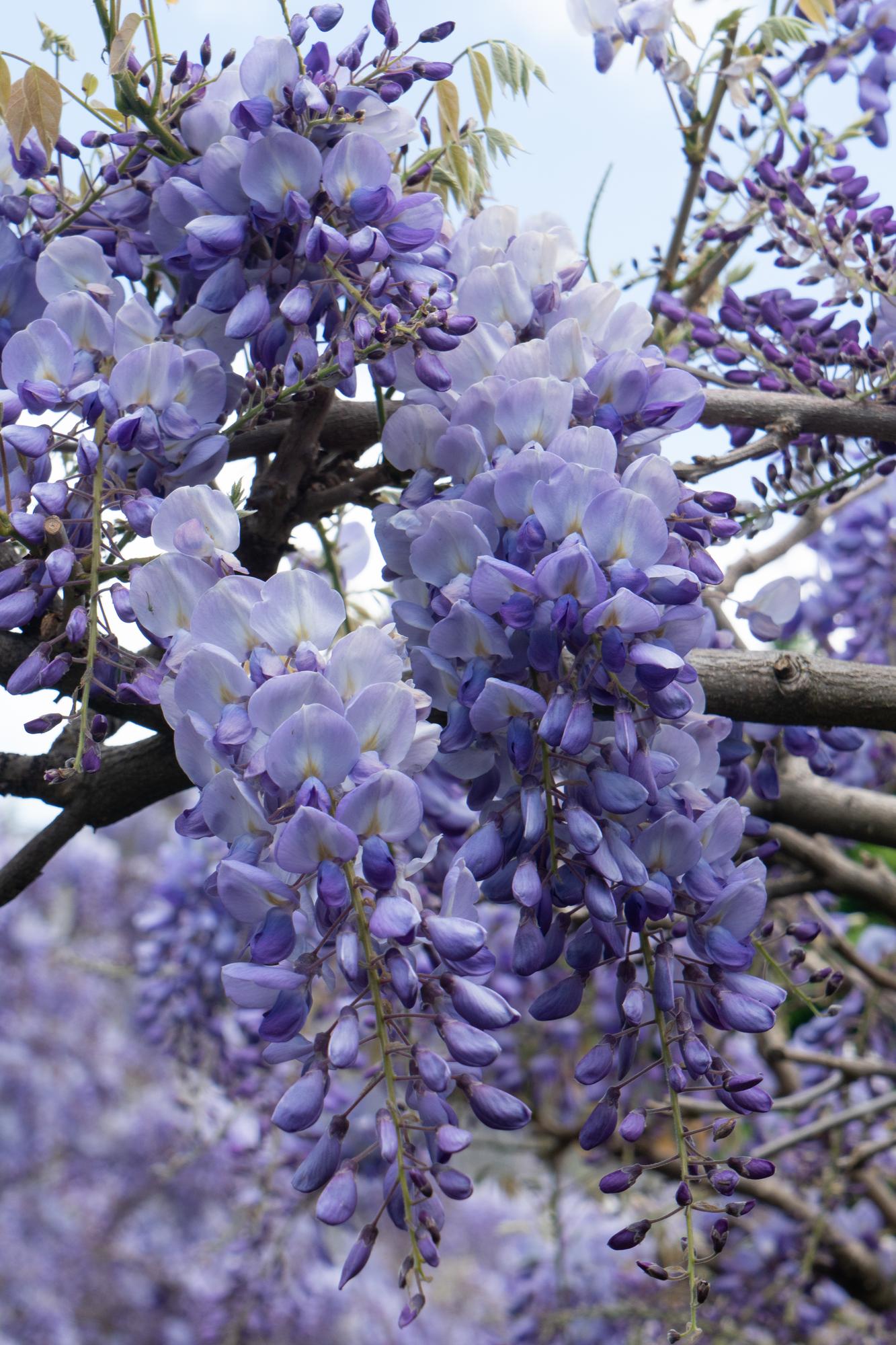 Wisteria sinensis 'Prolific' - Blue Rain - Ø15cm - ↕65cm
