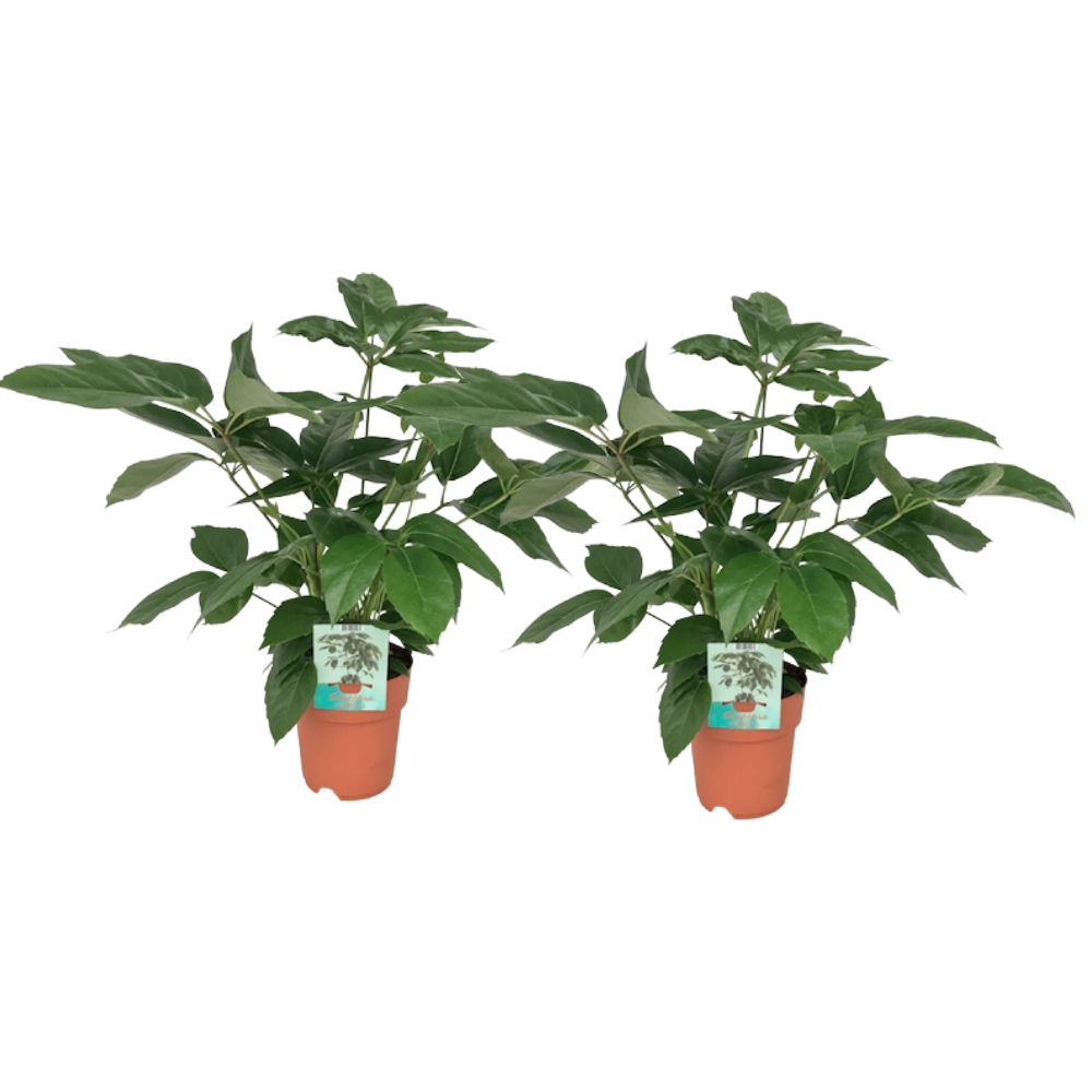 Schefflera Actinophylla – 2 Stück – Ø 19 cm – ↕ 75 cm