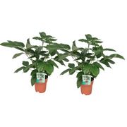 Schefflera Actinophylla – 2 Stück – Ø 19 cm – ↕ 75 cm