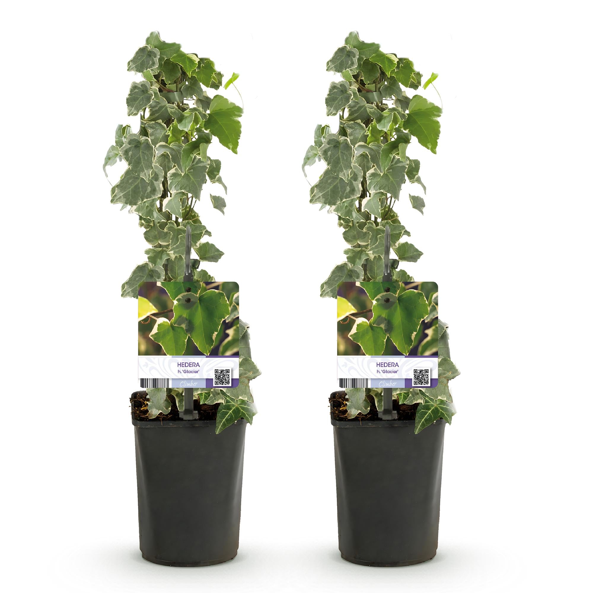 Green boutiQ – Kletterpflanze – Hedera helix – Grünblättrig – Immergrün – 2 Pflanzen – Topf 11 cm, Höhe 40 cm