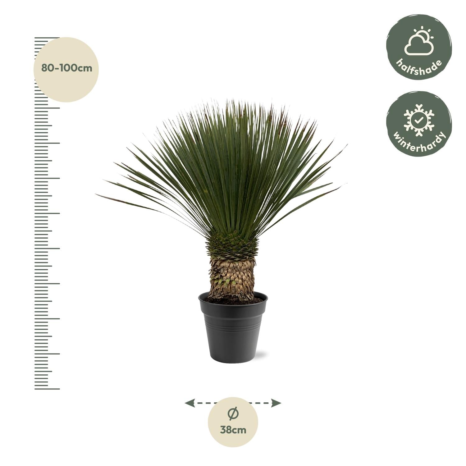 Yucca Rostrata - 80 - 100cm - Ø38