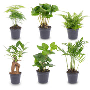 Ensemble de plantes - Vert - 6 plantes vertes - pot de 6
