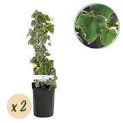 Hedera helix Glacier -  Blad Bont - Groenblijvend - 2 planten - Pot 11cm Hoogte 40cm