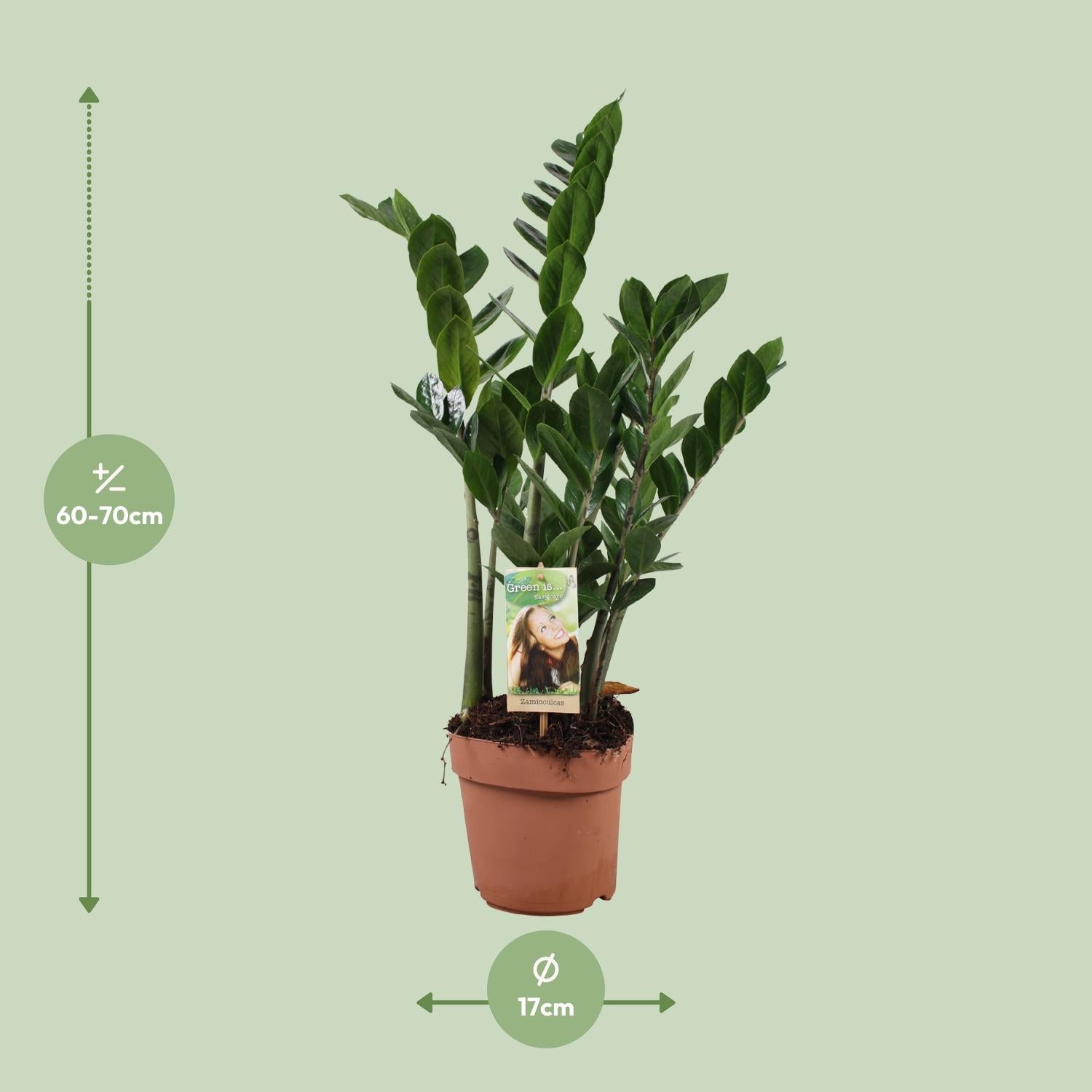 Zamioculcas Zamiifolia - Ø17 cm - ↕70 cm