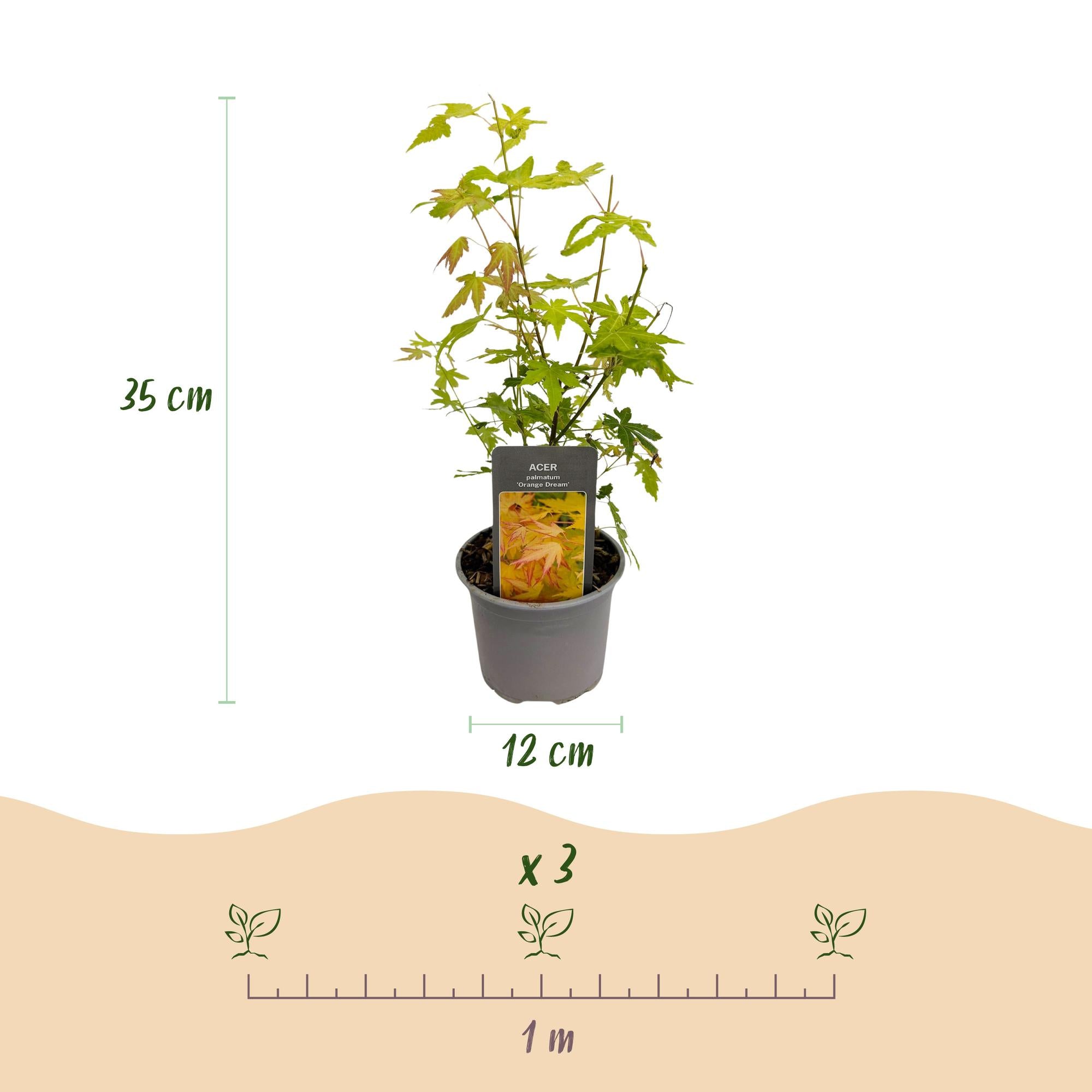 Acer palmatum Orange Dream - Oranje - 1 Plant - Bladverliezend - Weinig Onderhoud - Pot 12cm Hoogte 35cm