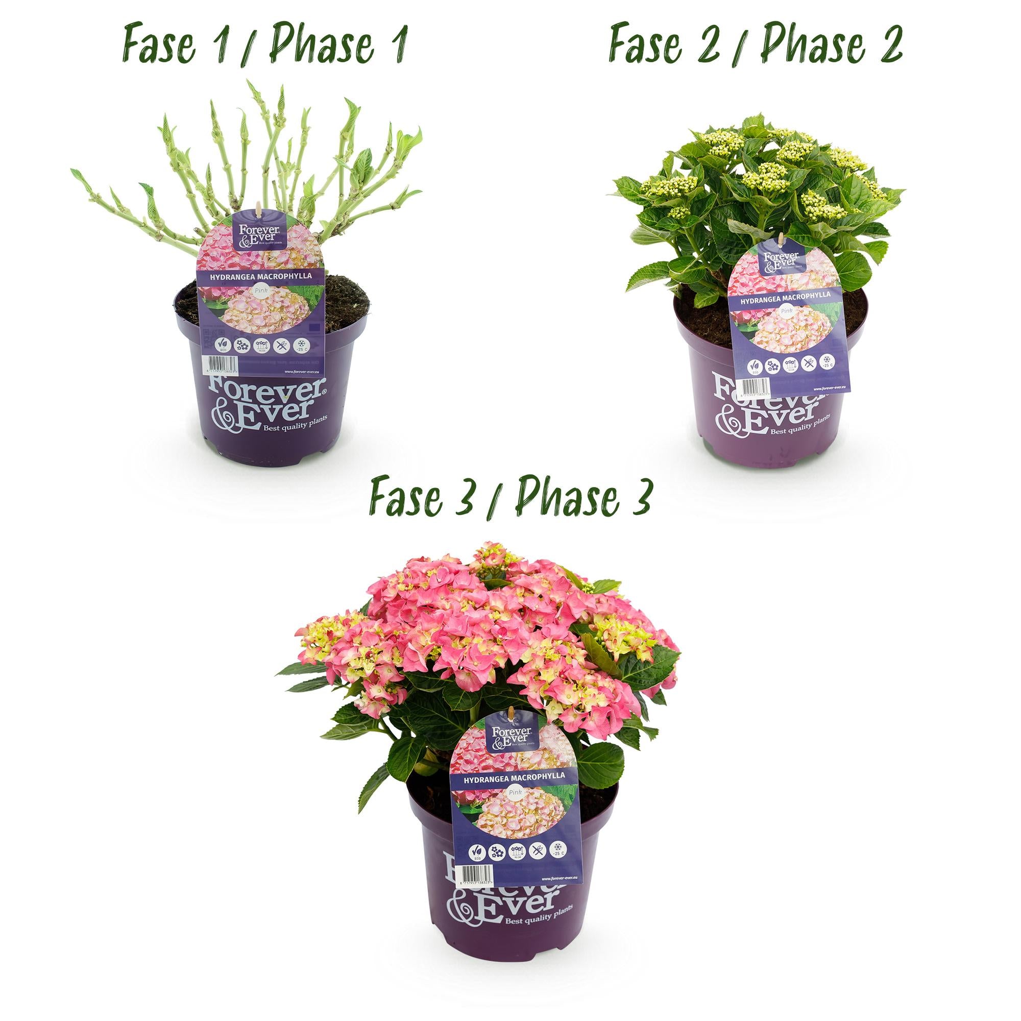 Hortensia - Hydrangea Forever & Ever - Roze - 7-12 Bloemen - Pot 23cm Hoogte 55cm