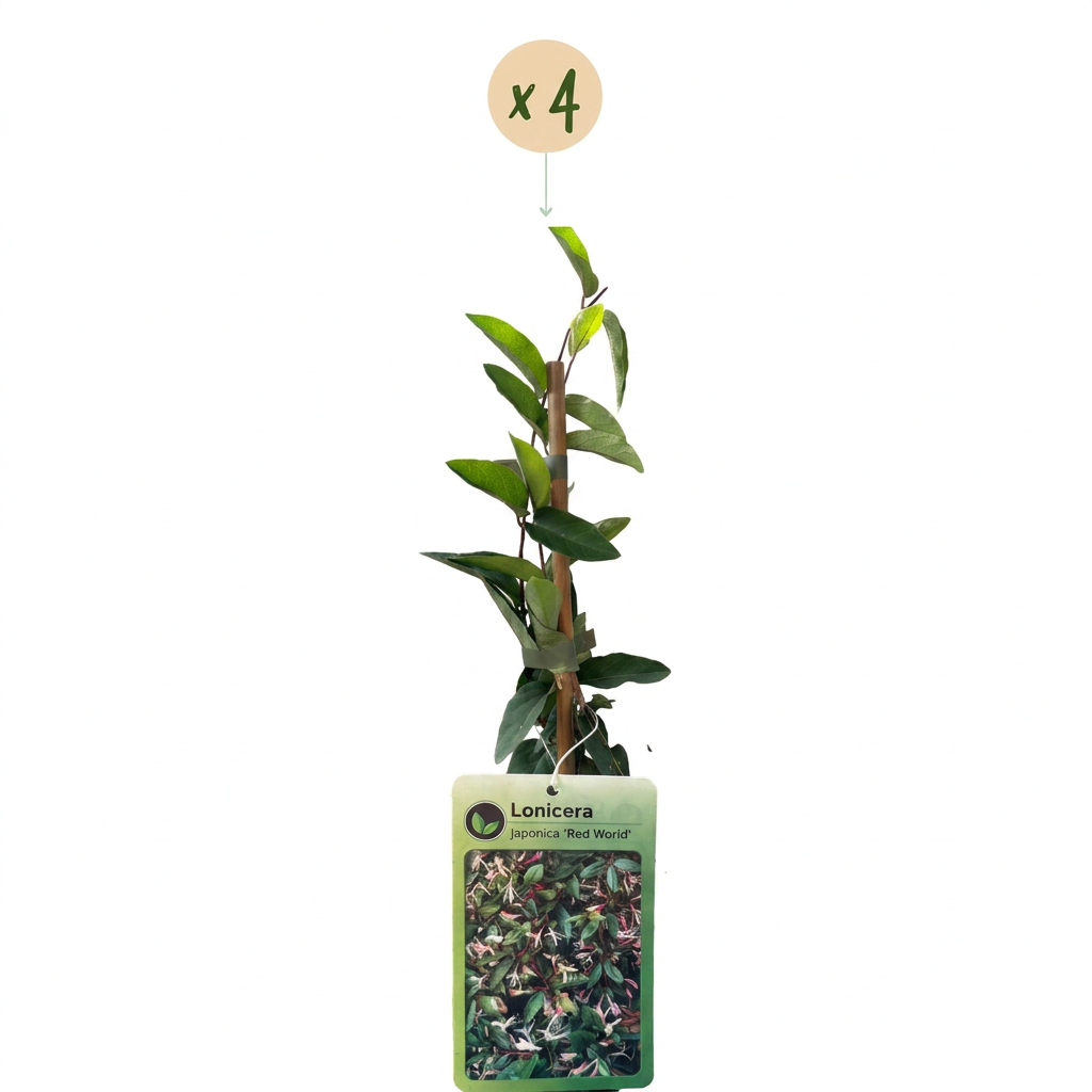 Lonicera jap. 'Red World' - Japanse kamperfoelie 4x - Rood - Roze - Klimplant - Ø9cm - ↕35cm