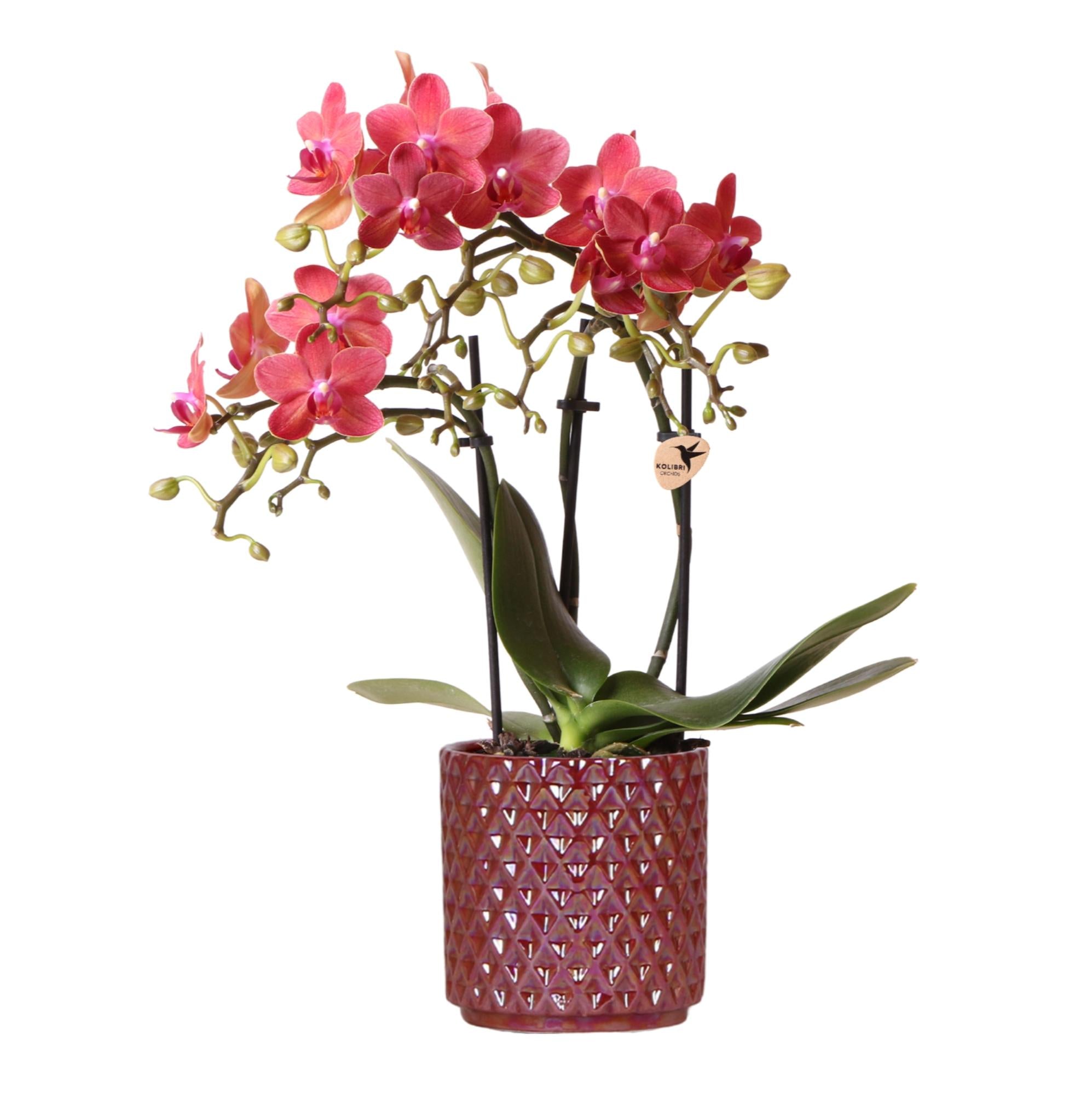 Kolibri-Orchideen | Rote Phalaenopsis-Orchidee 'Congo + Diamond Pearl' im roten Topf (Ø 9 cm) | Blühende Zimmerpflanze – frisch vom Züchter