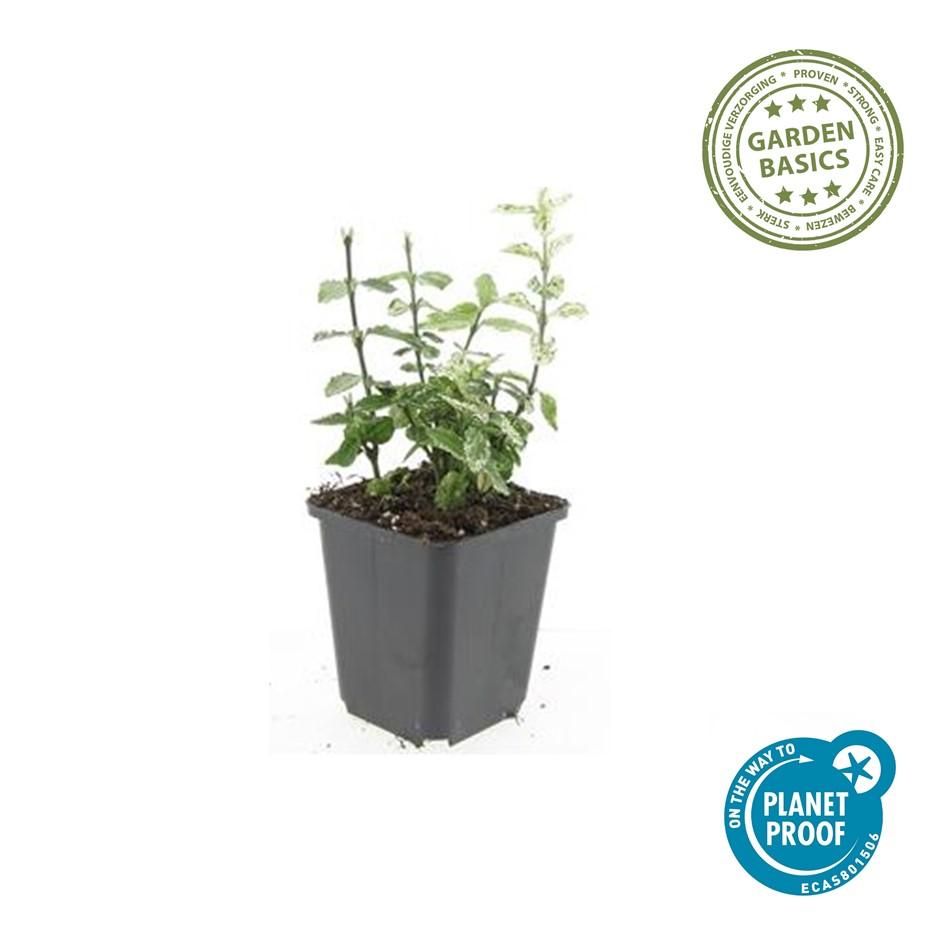 60x Euonymus fort. 'Harlekin' - ↕10-25cm - Ø9cm