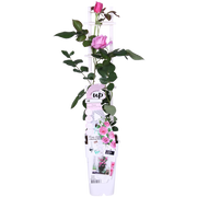 Rosa 'Pink' de Crazy in Love - Rosa rosa - Ø15cm - ↕65cm
